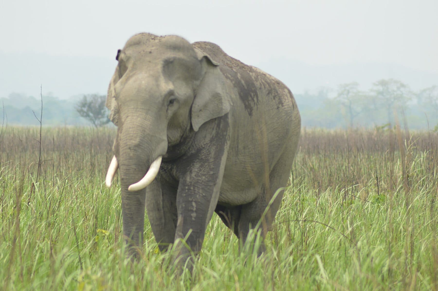 Tawang Tour: Sela Pass, Dirang & Kaziranga Rhino Safari (9 Days)