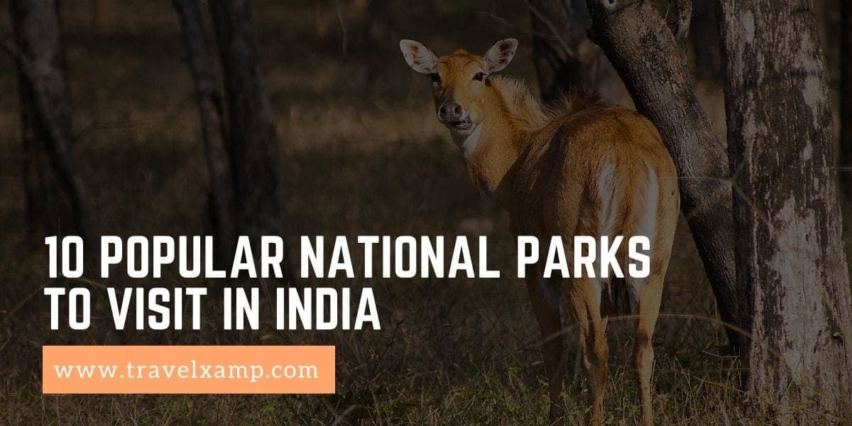 Popular National Parks to visit in India