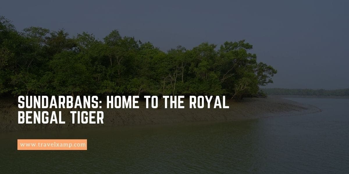 Sundarbans: Home to the Royal Bengal Tiger
