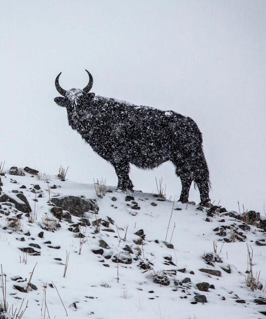 Hemis National Park