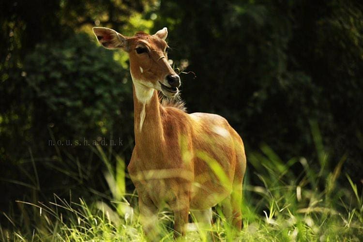 JNU Biodiversity