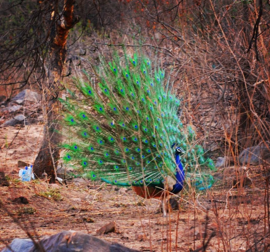 JNU Biodiversity