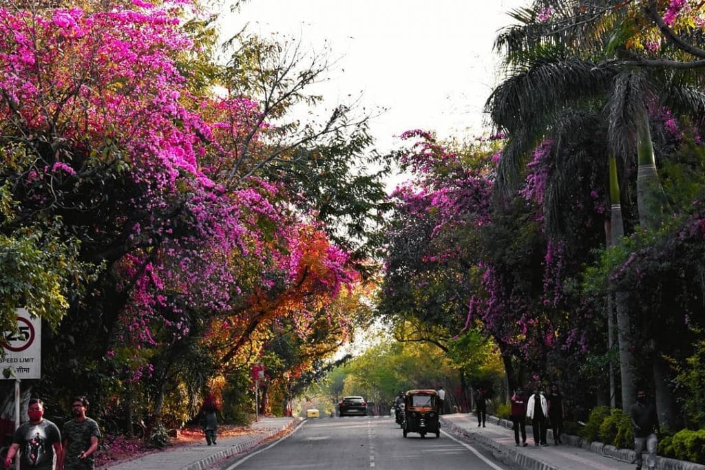 JNU Campus