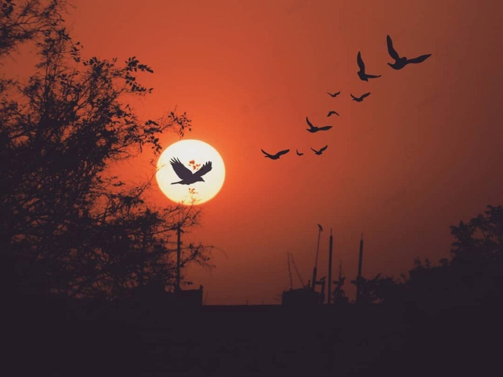 JNU Campus