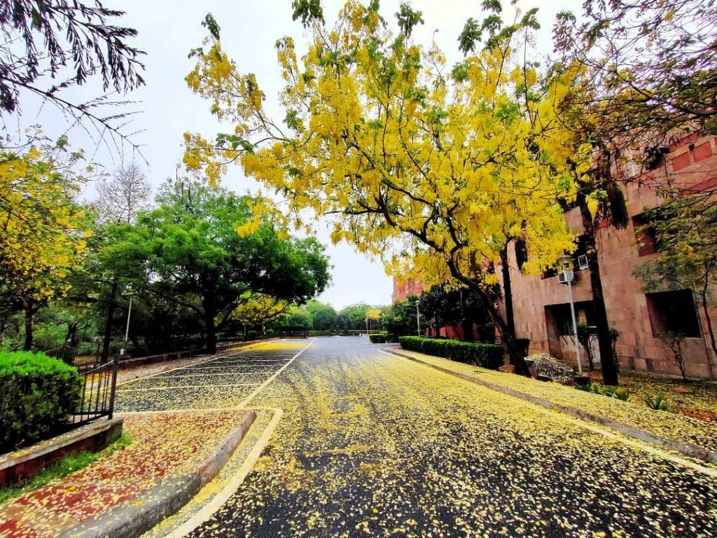 JNU Campus