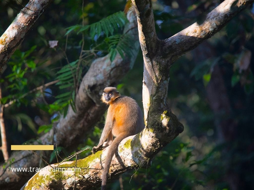 Gibbon Wildlife Sanctuary