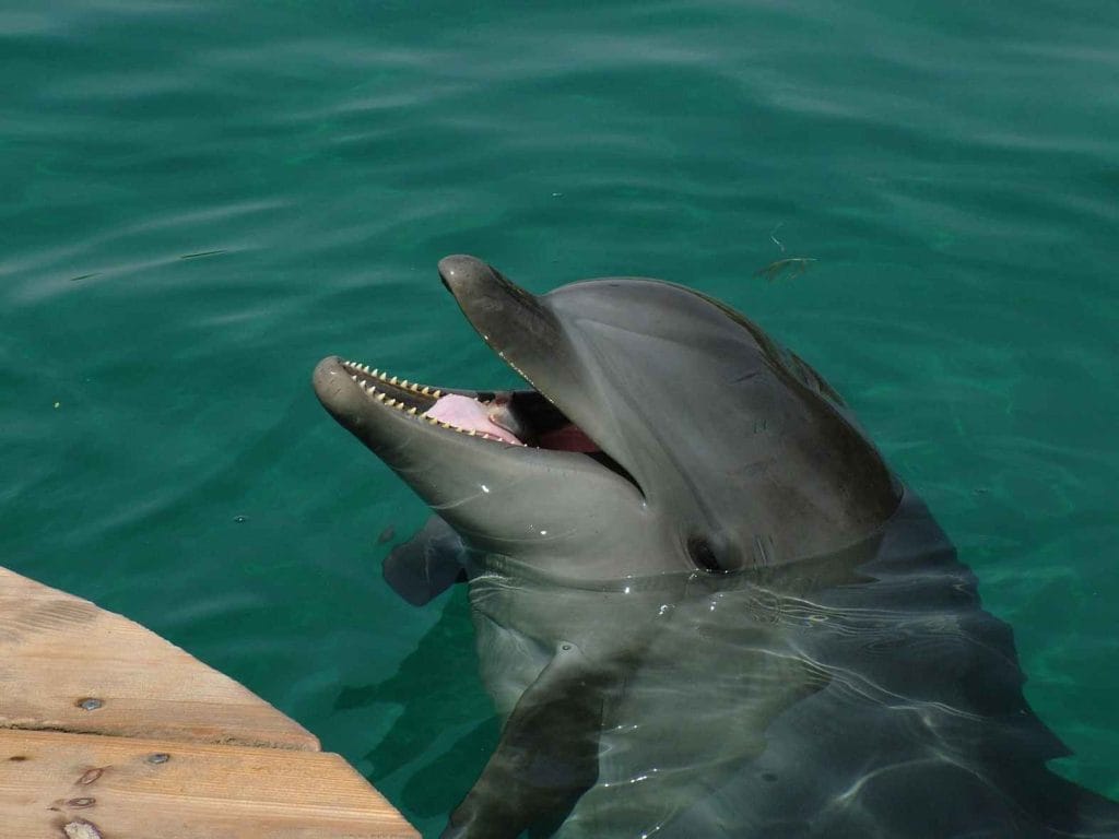 Dolphin Spotting Tour