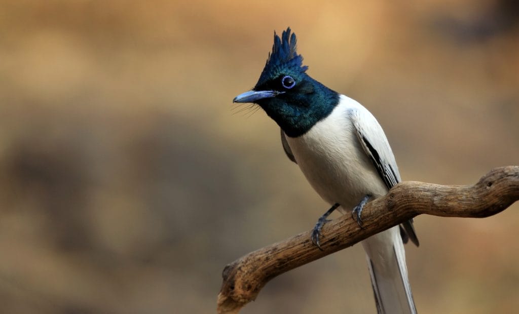 Wildlife, Goa