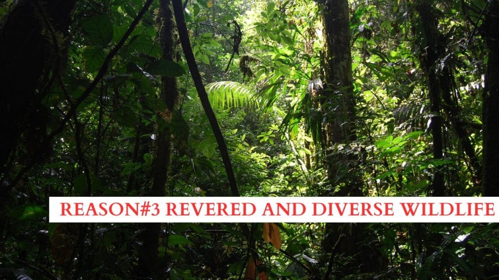 Revered and Diverse Wildlife
