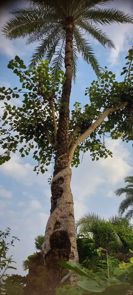 Explore the Nature of Simultala