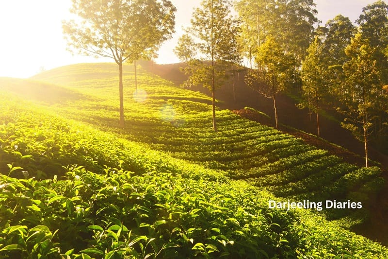 Darjeeling Diaries